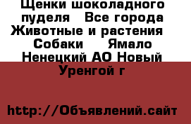 Щенки шоколадного пуделя - Все города Животные и растения » Собаки   . Ямало-Ненецкий АО,Новый Уренгой г.